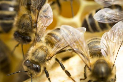 До 40% бджолосімей можуть не пережити зимівлю — бджоляр Рис.1