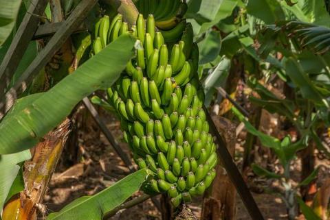 Індія розпочне виробництво бананових добрив Рис.1