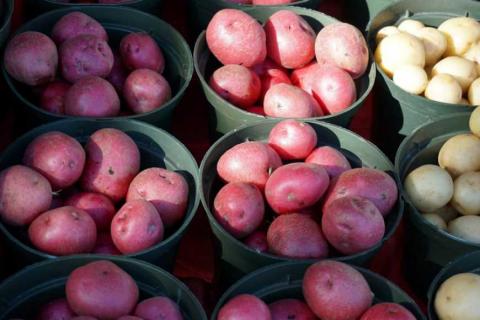 Науковці НААН презентували новий високоврожайний сорт картоплі Рис.1