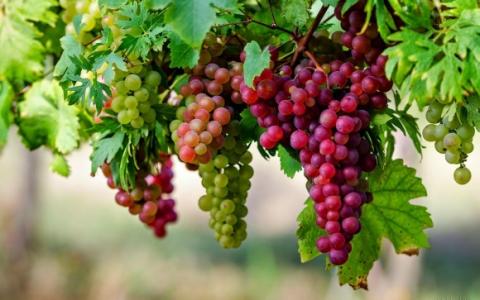 Переробка винограду в Україні зросла на 8,5% Рис.1