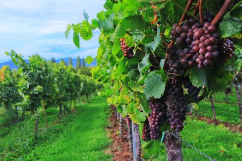 Президент підписав закон, що сприятиме розвитку виноградарства та садівництва в Україні Рис.1