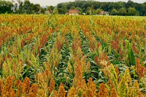 Сорго витісняє кукурудзу через добрива та зміни клімату Рис.1