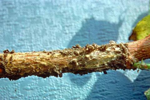 Техаська коренева гниль викликає раптове в’янення та загибель сільгоспкультур — експерти Рис.1