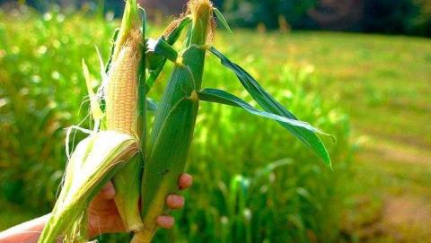 Урожайність кукурудзи знижуватиметься через зміни клімату,- думка Рис.1