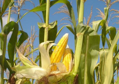 USDA збільшив прогнози виробництва кукурудзи для України Рис.1