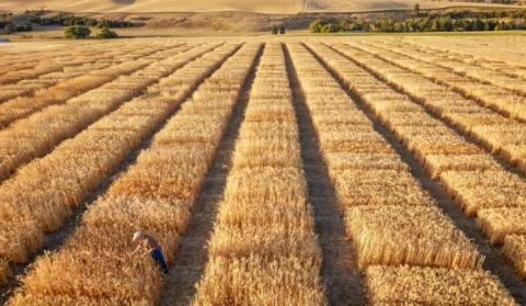 В Україні назвали найпопулярніші сорти пшениці Рис.1
