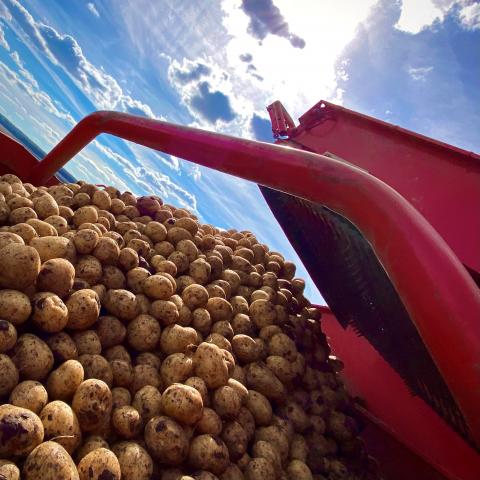 В Україні запускають товарне виробництво нового сорту картоплі Рис.1