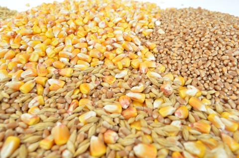 З січня 2022 році очікується ріст цін як на кукурудзу, так і на пшеницю — Тимощук Рис.1