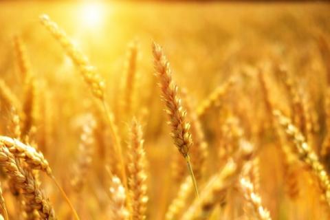 Забруднення повітря озоном в Китаї знизило врожайність пшениці до 33% Рис.1