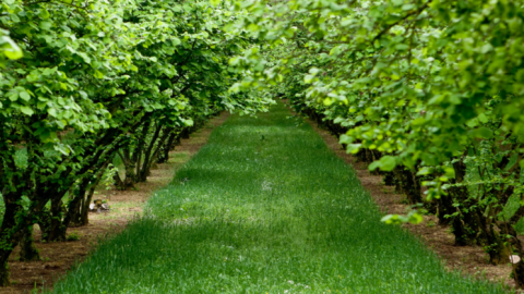 Агрохолдинг «Галс-Агро» заклав великий фундуковий сад Рис.1