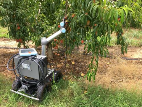 Дослідники розробили нового робота для проріджування та обрізки персикових дерев Рис.1