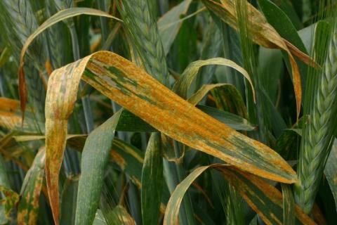 Експерти дали поради щодо боротьби з іржею пшениці Рис.1