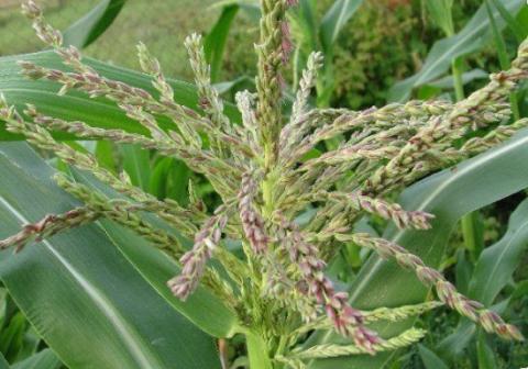 Група дослідників ідентифікує специфічні гени, відповідальні за придушення росту квіток кукурудзи Рис.1