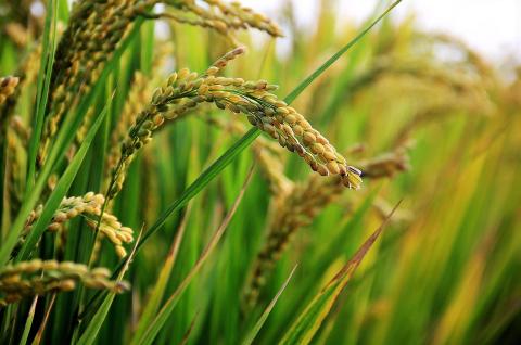 Компанія Nutrichem отримала схвалення біобезпеки ГМО на три біотехнічних продукти Рис.1