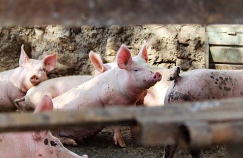 Німецькі вчені планують розводити генетично модифікованих свиней