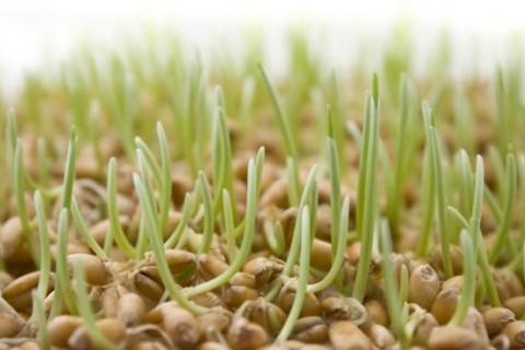 Обробка плазмою поліпшила схожість насіння пшениці до 13% Рис.1