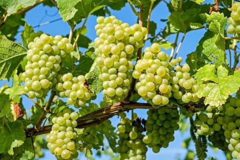 Триходерма може захистити виноград від небезпечних хвороб Рис.1