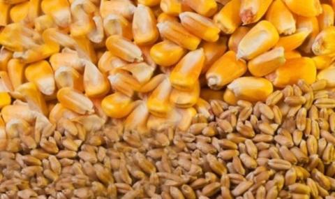 Туреччина втричі наростила імпорт української кукурудзи та пшениці Рис.1