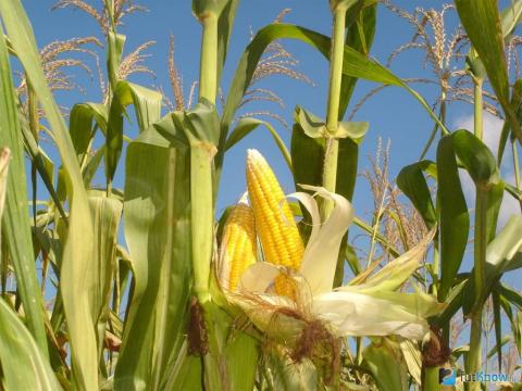 У 2021 році було вироблено та сертифіковано 22,2 тис. т насіння вітчизняних гібридів кукурудзи – Олександр Захарчук Рис.1