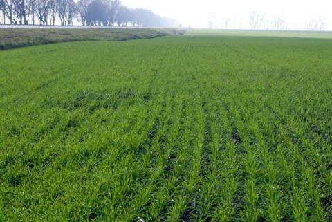 В Україні площа озимих зернових становить 7,7 млн га Рис.1