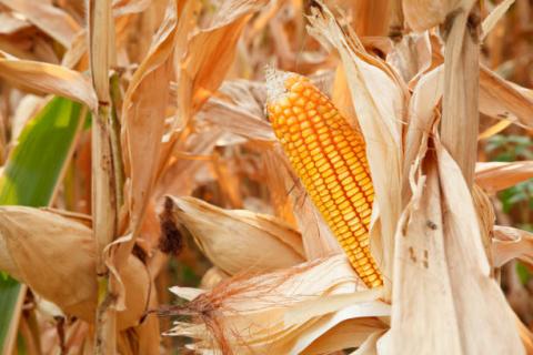 В Україні за тиждень зросли закупівельні ціни на кукурудзу Рис.1