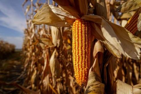 В Україні знизилися ціни на кукурудзу Рис.1