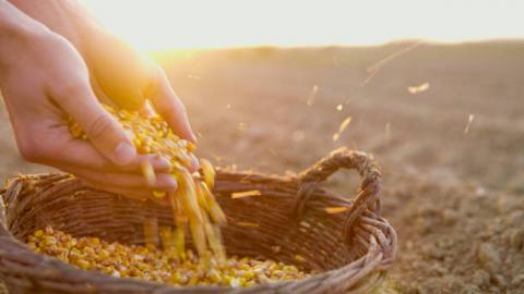 В Україні зросли витрати на виробництво насіння Рис.1