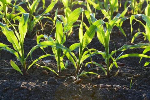 Виробники кукурудзи у Флориді домовилися скоротити кількість добрив Рис.1