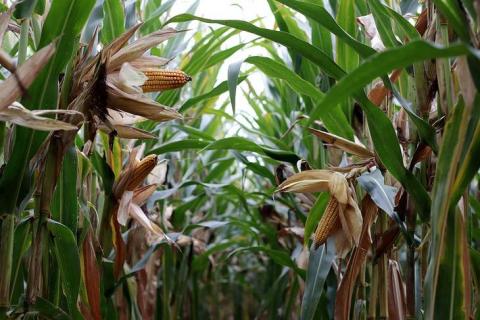 ГМО кукурудза третього покоління біотехнологій скорочує використання пестицидів в Бразилії Рис.1