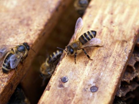 Канадські вчені тестують ліки від найнебезпечнішої хвороби бджіл Рис.1