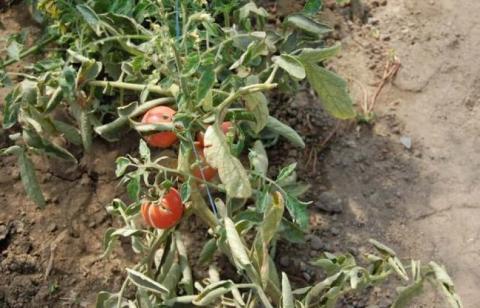 Каучукове дерево захищає помідори від фузаріозу Рис.1