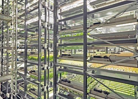 Найбільша вертикальна ферма в США починає вирощувати суницю садову Рис.1