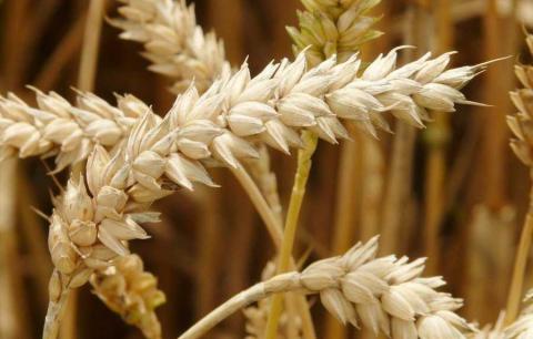Пакистанські гібриди підвищать урожайність пшениці на 40 відсотків Рис.1
