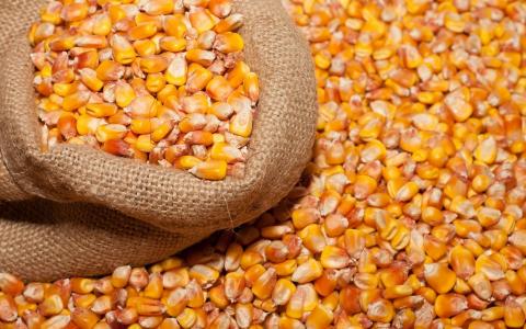 Прогноз експорту кукурудзи з України у 2021/22 МР знижено на 6 млн тонн - USDA Рис.1