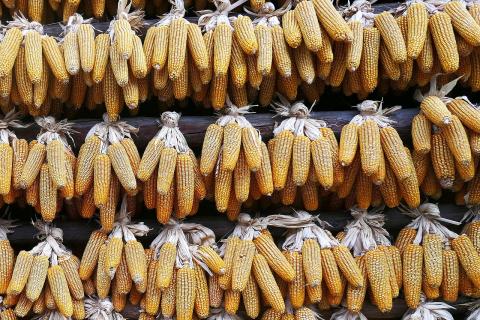 Сушка кукурудзи перетворюється на "золоту" для канадських фермерів Рис.1