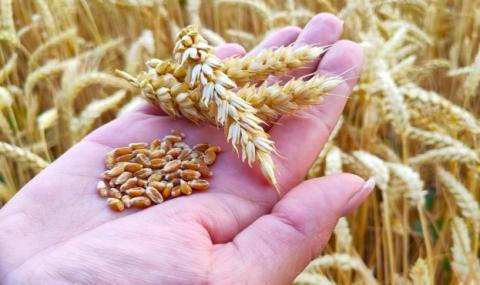УЗА пропонує прийняти ряд рішень для полегшення експорту українського зерна в умовах війни Рис.1