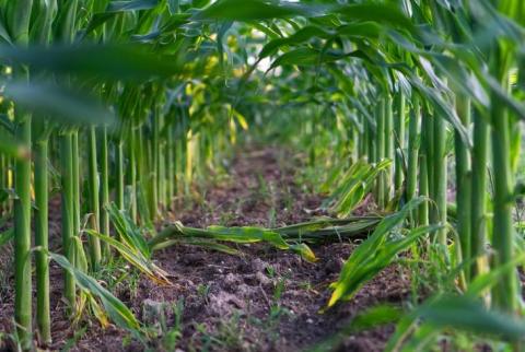 Вчені розповіли про сучасне застосування гербіцидів для захисту кукурудзи Рис.1