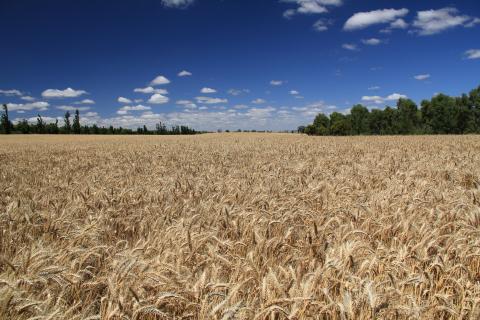 Вчені виділили у пшениці ген стійкості до іржі Рис.1