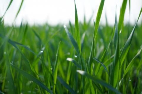 Експерти UKRAVIT розповіли, як захистити зернові від дводольних бур’янів Рис.1