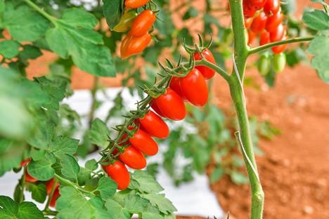 Esasem представляє новий сорт мініатюрних томатів Solbello Рис.1