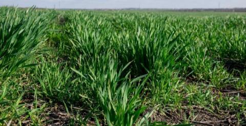 Майже в усіх регіонах озимі зернові та ріпак заселяють шкідники — UKRAVIT Рис.1