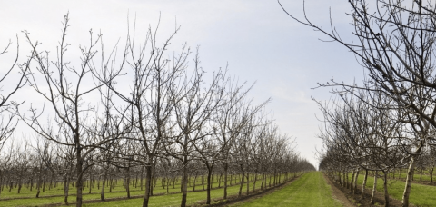 На півдні Одеської області підприємство висадило сотні горіхових саджанців Рис.1
