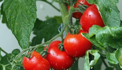 Перші партії місцевого тепличного томату з’явились на ринку в Україні Рис.1