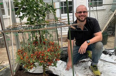 Садівник з Великобританії виростив 1269 томатів на одному стеблі Рис.1