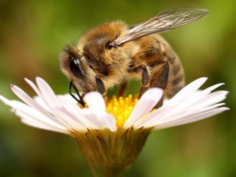 Селекційне розведення надійно захищає медоносних бджіл від кліща Варроа Рис.1