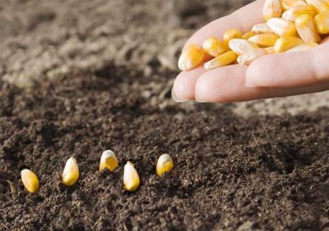 USDA очікує скорочення площ сівби кукурудзи та збільшення площ сівби сої у США Рис.1