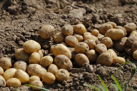 В Україну поставили 22 тонни насіння картоплі високих репродукцій із Німеччини Рис.1