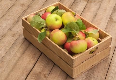Вчені розробляють гіпоалергенні сорти яблук Рис.1