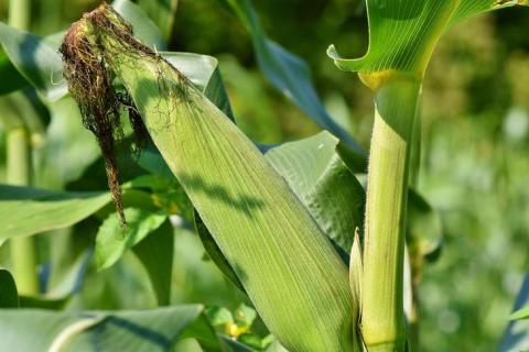 Деякі сорти кукурудзи здатні потоваришувати із ґрунтовою бактерією для захисту від шкідників. Рис.1