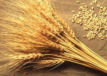 Експерти MARS знову понизили прогноз врожайності європейської пшениці Рис.1